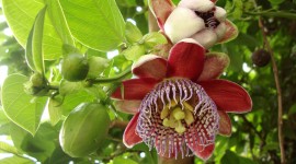 Passiflora Alata Photo Free