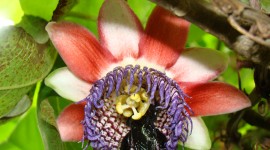 Passiflora Alata Photo#2