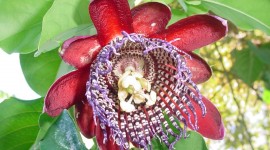 Passiflora Alata Photo#3