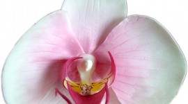 Phalaenopsis Photo