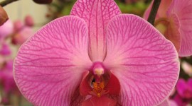 Phalaenopsis Photo Download