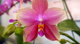 Phalaenopsis Photo Free