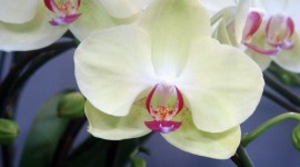 Phalaenopsis Photo#1