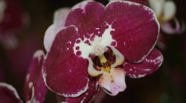 Phalaenopsis Photo#3