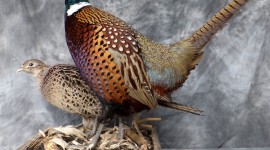 Pheasants Image