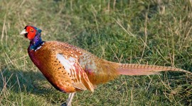 Pheasants Photo Download