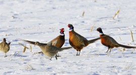 Pheasants Photo Free