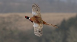 Pheasants Photo#1