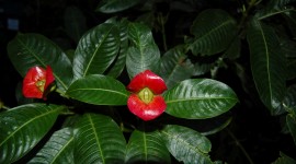 Psychotria Elata Photo