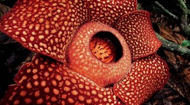 Rafflesia Arnoldii Desktop Wallpaper For PC