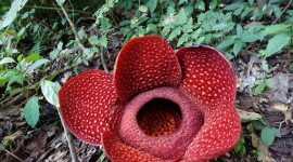 Rafflesia Arnoldii Photo Download