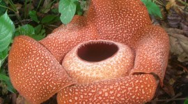 Rafflesia Arnoldii Photo Free