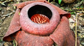 Rafflesia Arnoldii Photo#1