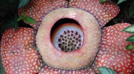 Rafflesia Arnoldii Photo#3