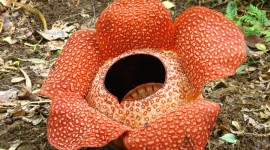 Rafflesia Arnoldii Pics
