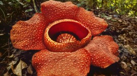 Rafflesia Arnoldii Wallpaper