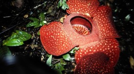 Rafflesia Arnoldii Wallpaper Download