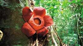 Rafflesia Arnoldii Wallpaper For Desktop