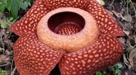 Rafflesia Arnoldii Wallpaper Free