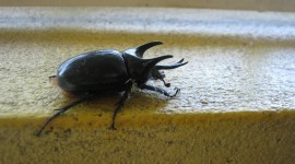 Rhinoceros Beetle Wallpaper For Desktop