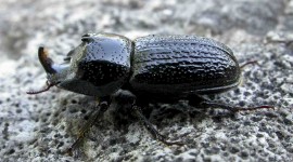 Rhinoceros Beetle Wallpaper For PC