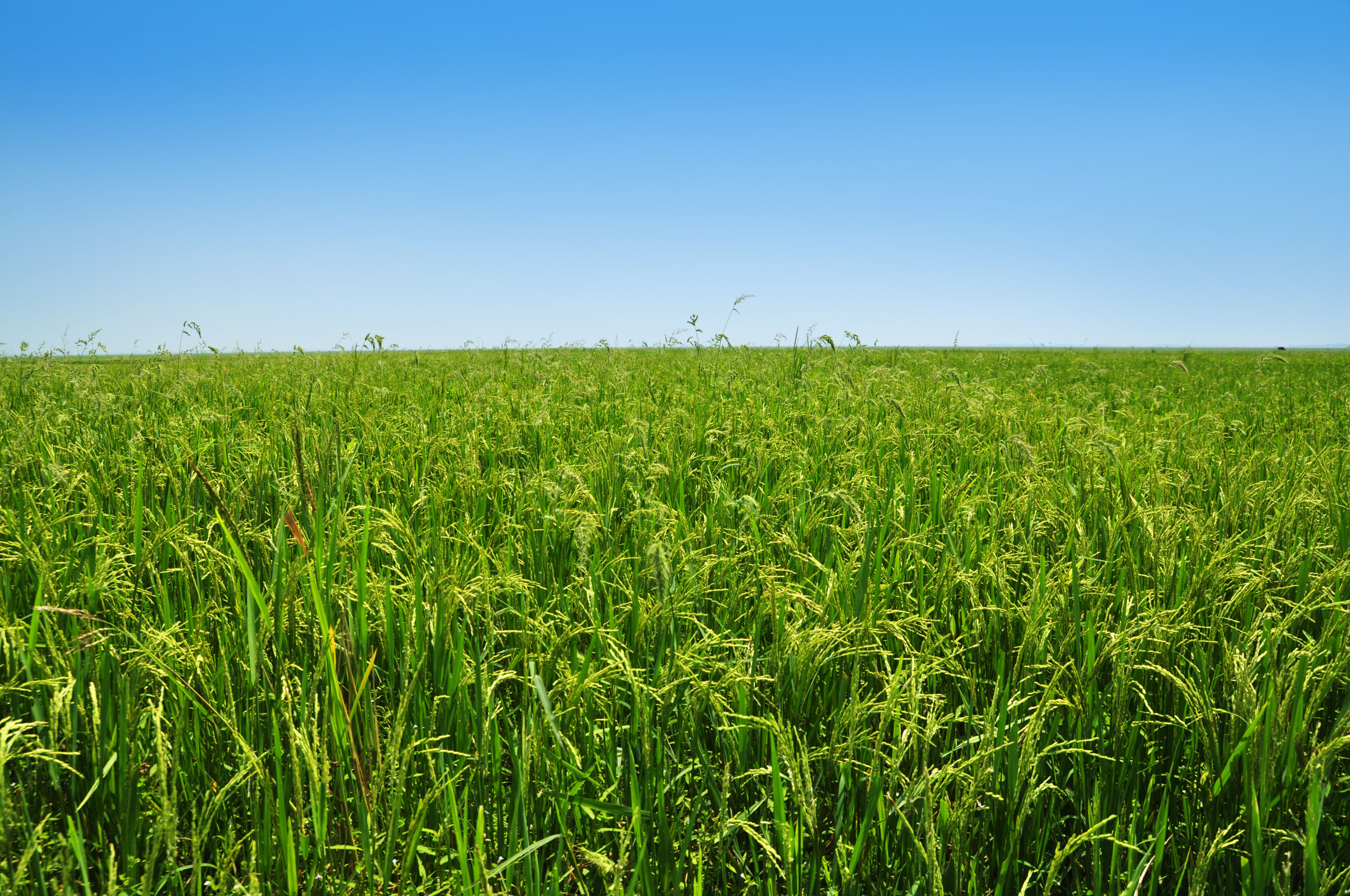 Rice Fields Wallpapers High Quality | Download Free
