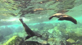 Sea Lion Wallpaper 1080p