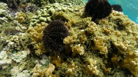 Sea ​​Urchin Best Wallpaper