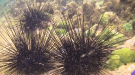 Sea ​​Urchin Wallpaper