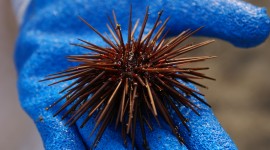 Sea ​​Urchin Wallpaper For Desktop