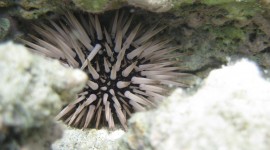 Sea ​​Urchin Wallpaper For PC