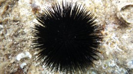 Sea ​​Urchin Wallpaper Full HD