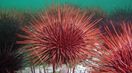 Sea ​​Urchin Wallpaper Gallery