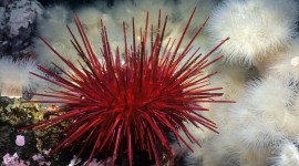 Sea ​​Urchin Wallpaper HD