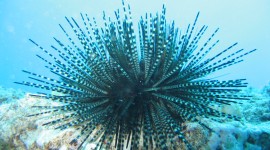 Sea ​​Urchin Wallpaper High Definition