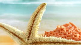 Starfish Wallpaper For IPhone