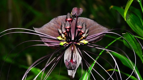 Tacca Chantrieri wallpapers high quality