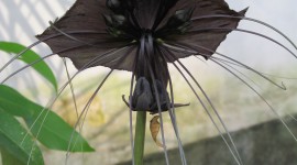 Tacca Chantrieri Wallpaper For Android