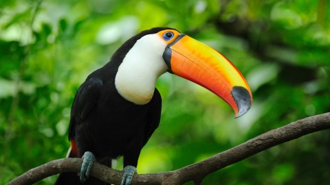 Toucan wallpapers high quality