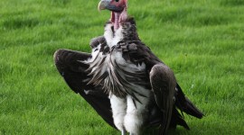 Vultures Photo#1