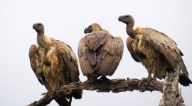 Vultures Photo#2