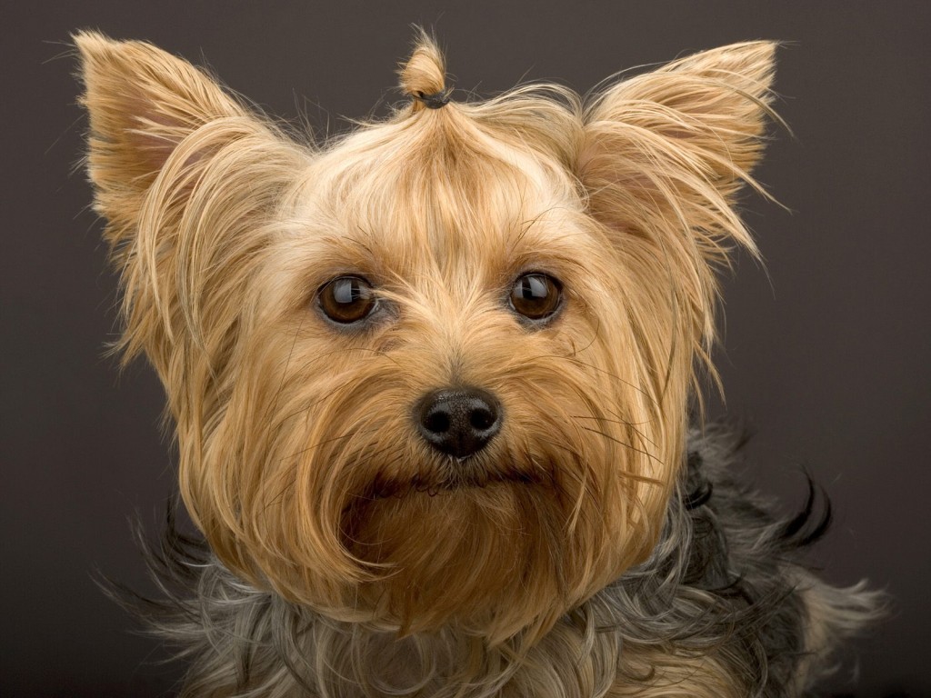 Yorkshire Terrier wallpapers HD