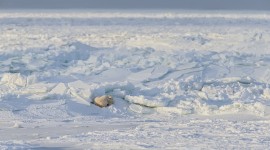 4K Arctic Photo#3