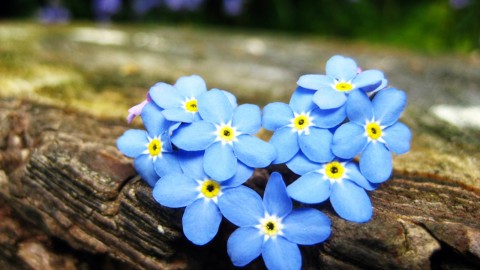 4K Forget Me Nots wallpapers high quality