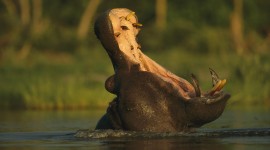 4K Hippopotamus Photo