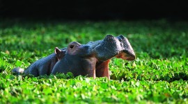 4K Hippopotamus Photo Download