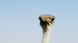 4K Ostriches Photo