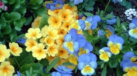 4K Pansy Photo Download