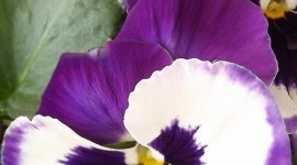 4K Pansy Wallpaper For IPhone