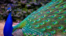 4K Peacock Desktop Wallpaper For PC